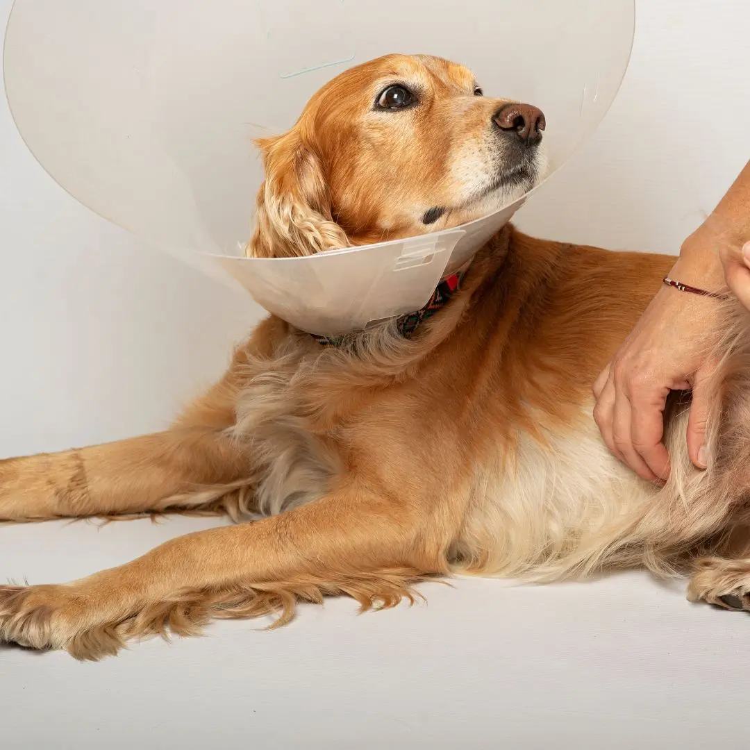 Pet surgery (2) a dog wearing a protective cone around its head