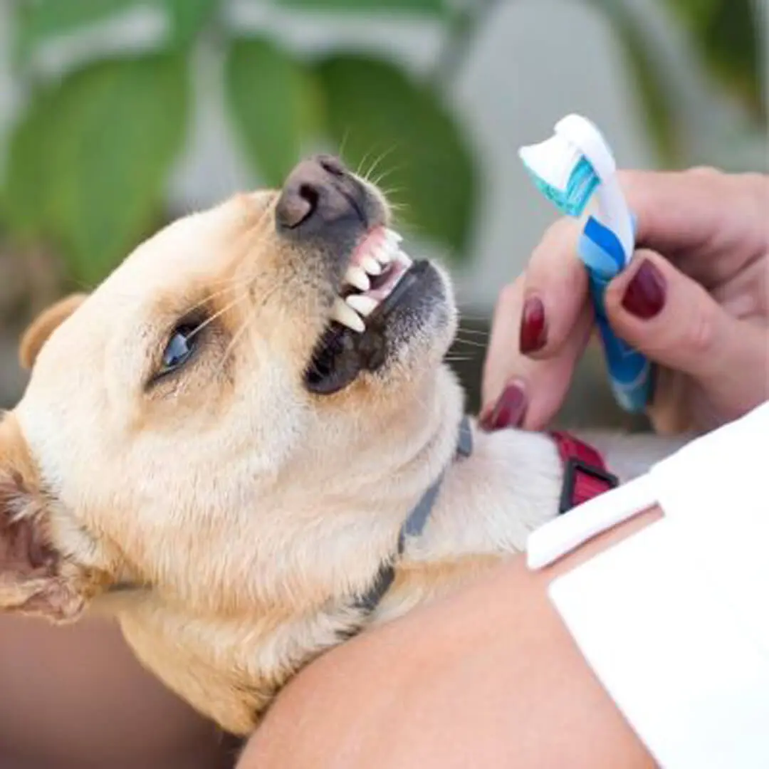 dog Teeth Cleaning dog Teeth Cleaning