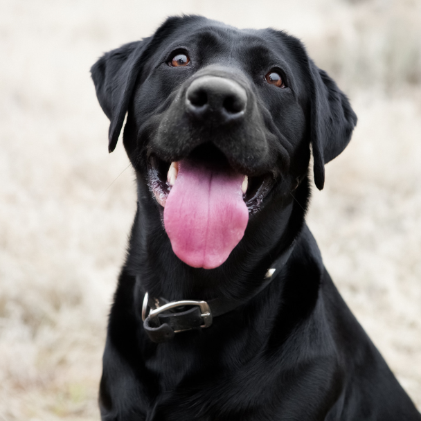 new client special Beaumount Animal Clinic & Boarding Board