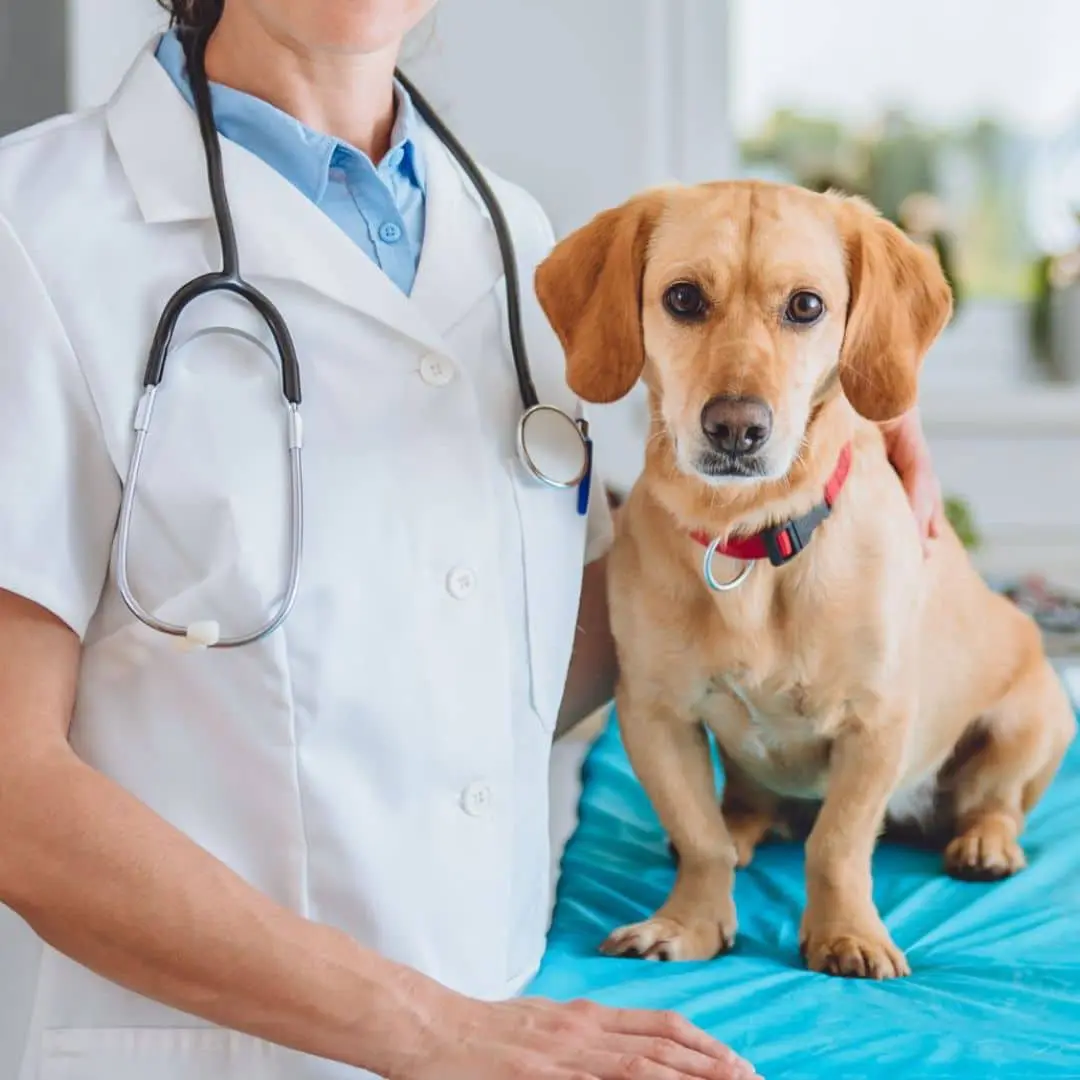 pet vaccinations service A vet holding a dog on a table