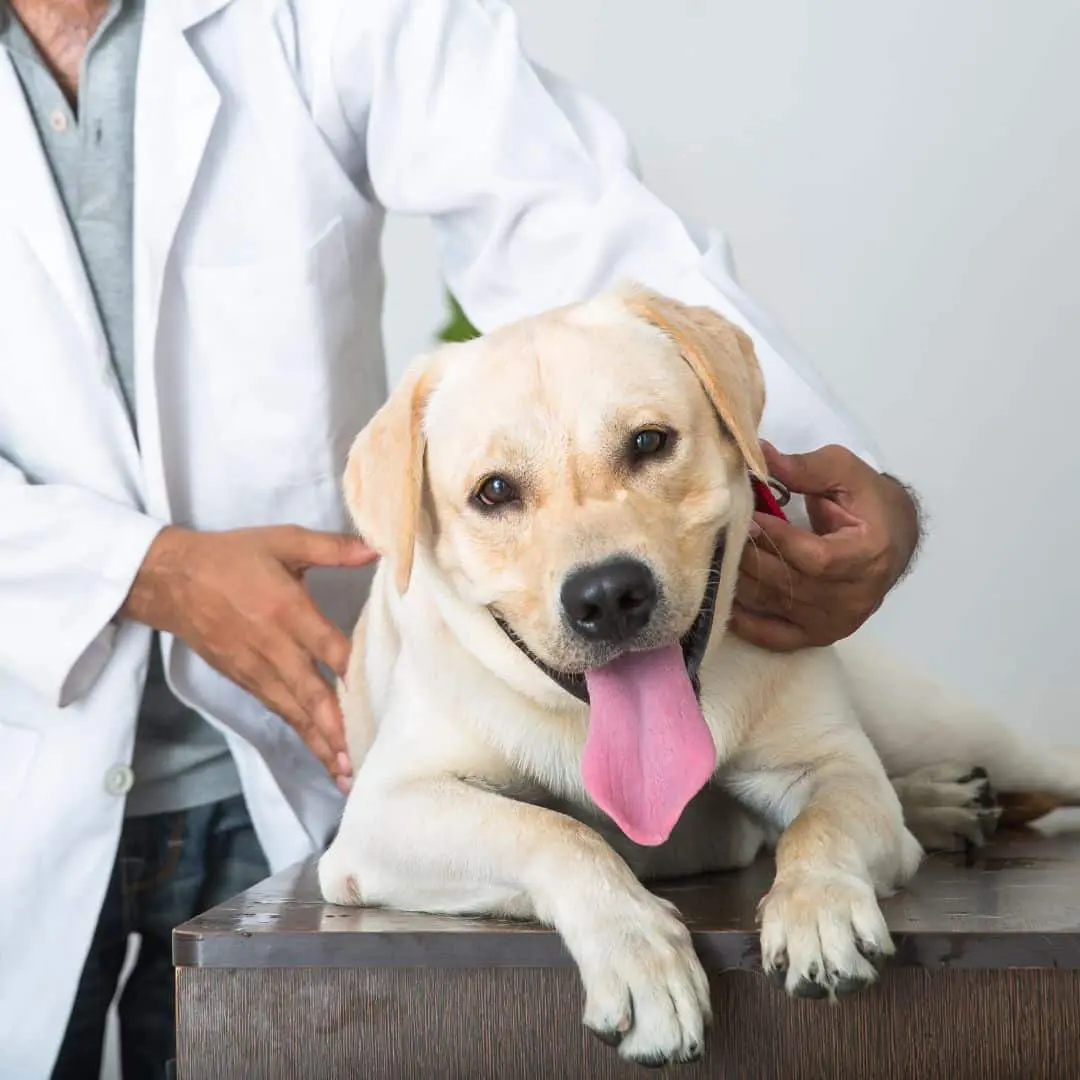 pet wellness exams service image Vet examining a dog lying on a table