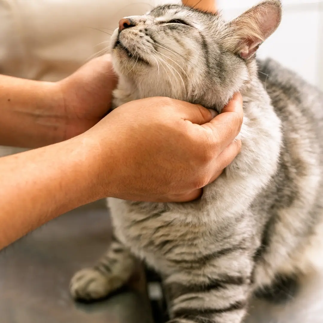 electrocardiography a cat is being examined by a veterinarian
