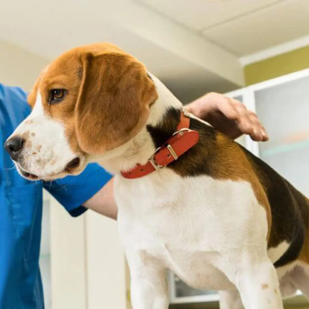 pet anesthesia a veterinarian examining a beagle dog