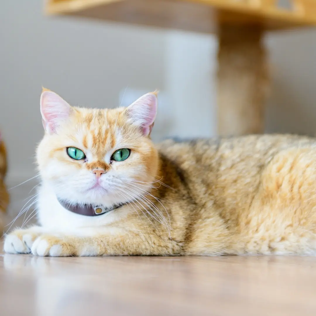 pet boarding a green-eyed cat lounging comfortably on the floor