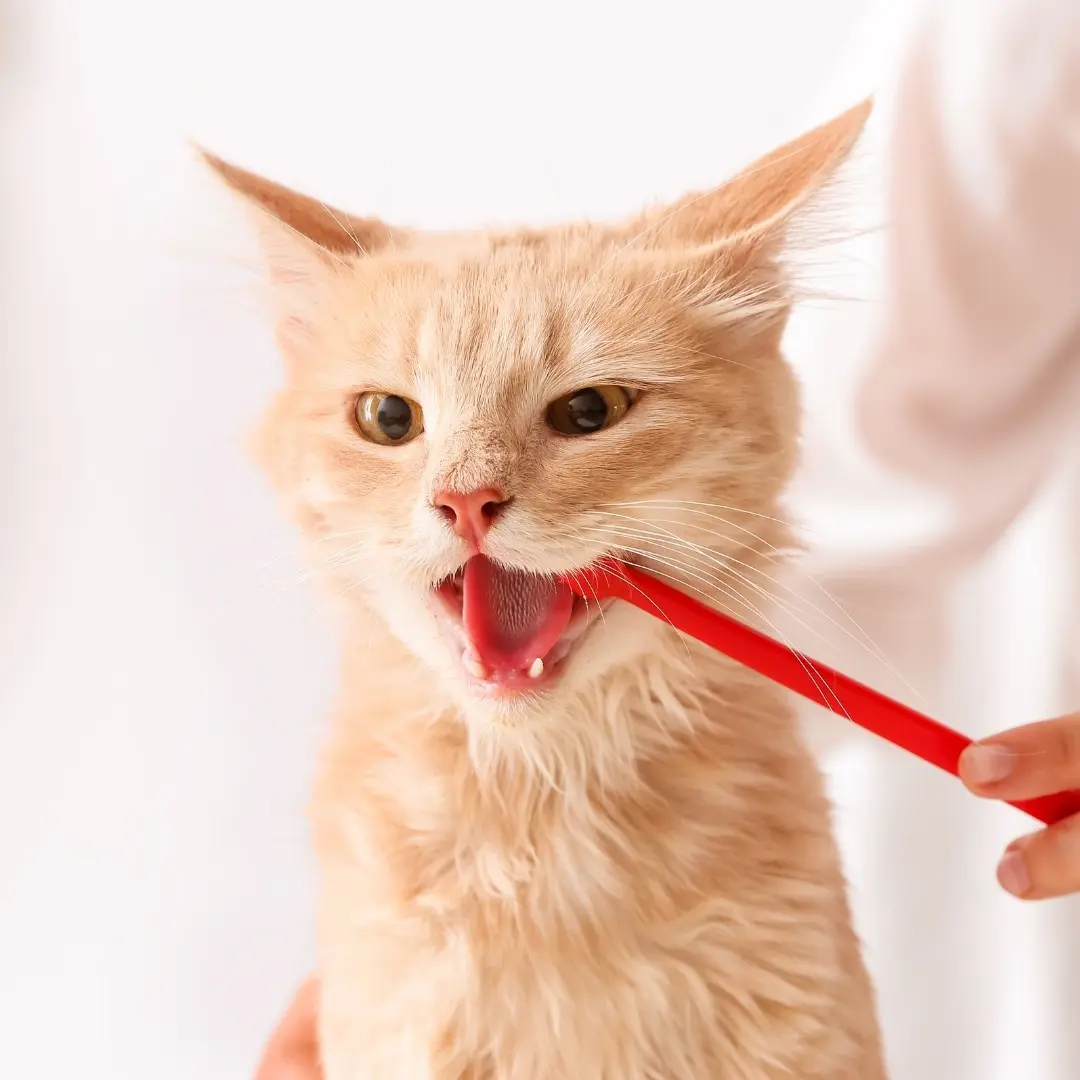 pet dentistry a veterinarian cleaning cat's teeth
