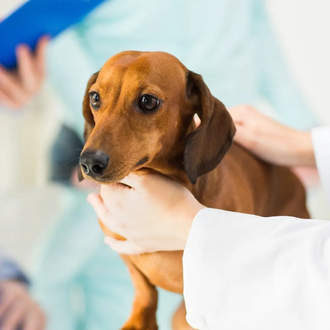 pet emergency a veterinarian examines a dog