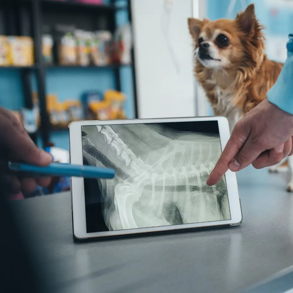 x-ray a vet with an old dog