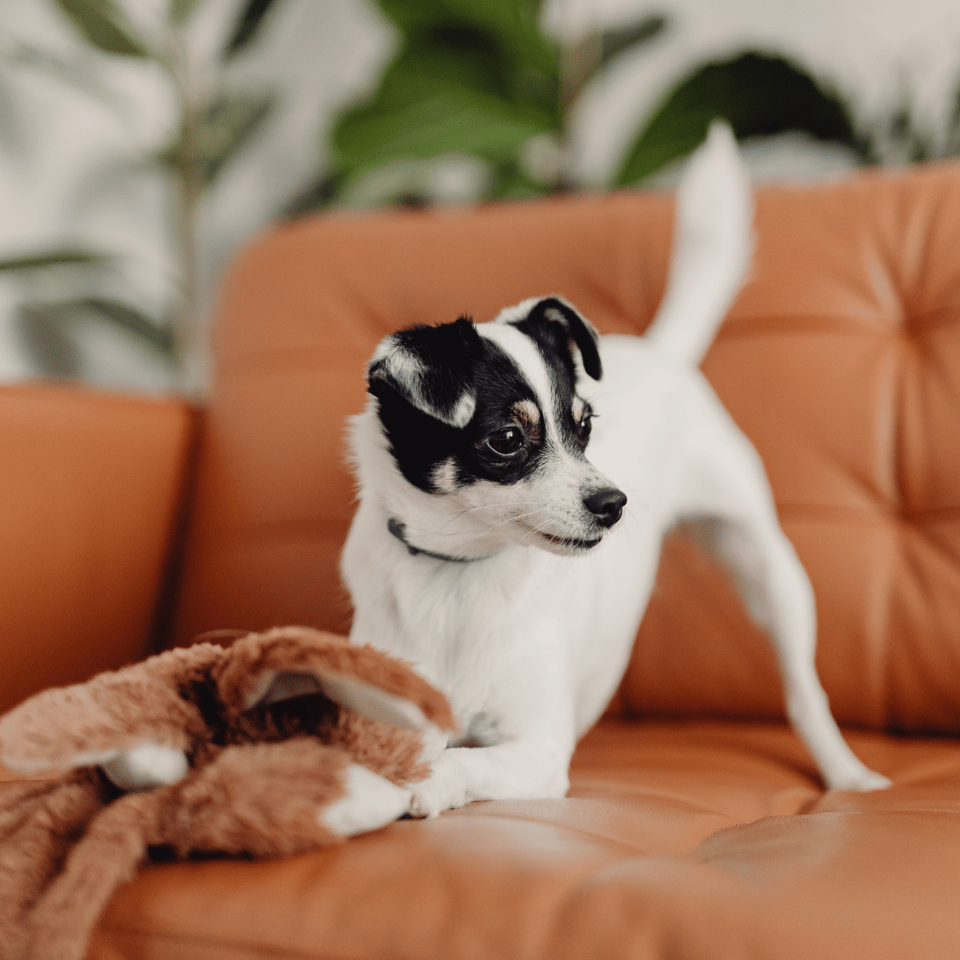 small black and white dog on a couch small black and white dog on a couch