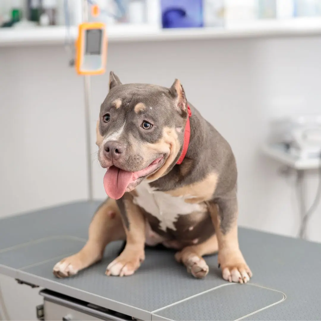 Dog sitting on an examination table Dog sitting on an examination table