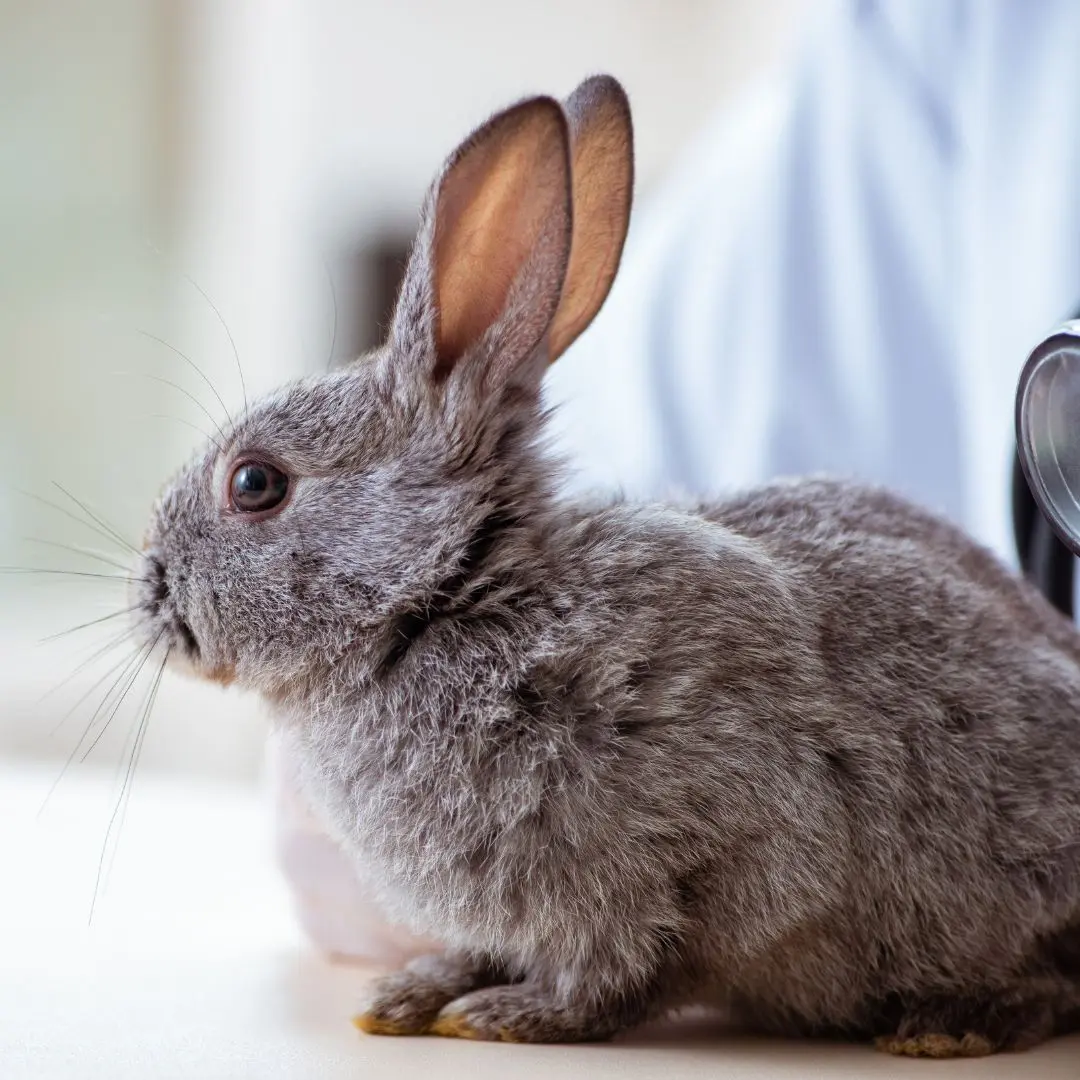 Exotic Pet Care Fluffy gray rabbit sitting on an examination table