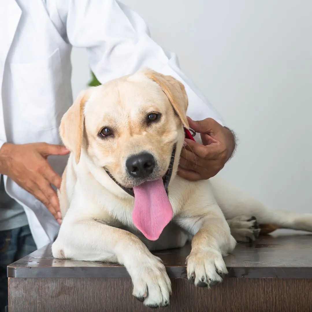 Pet Wellness Exams Inner Vet examining a dog lying on a table