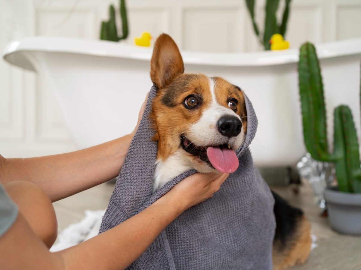 Pet Bathing In Urbana IL 61802 Beaumont Animal Clinic