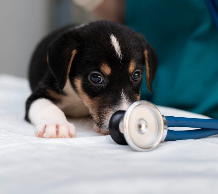Pet Anesthesia Service Image