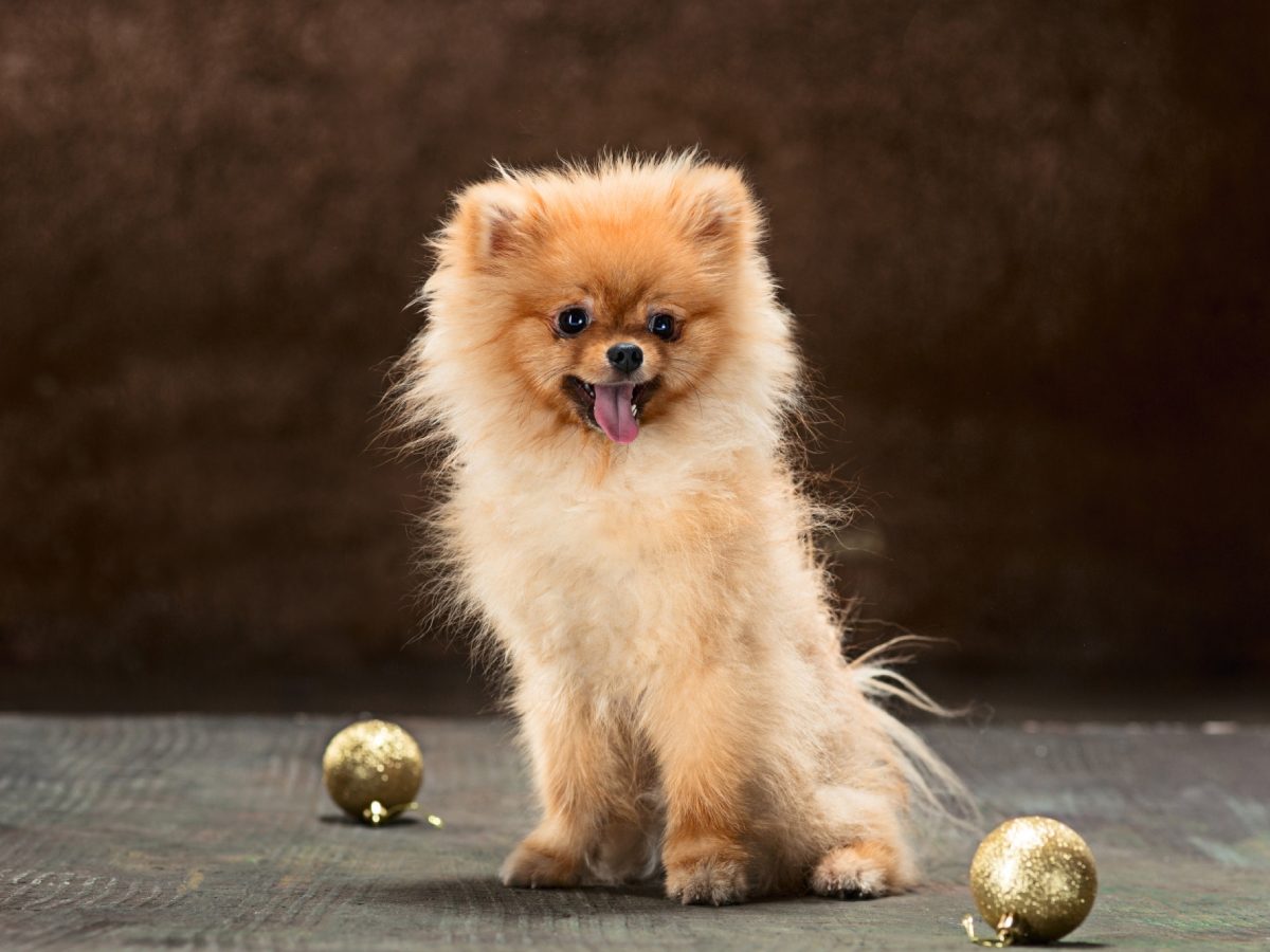 Veterinarian Reviews In Urbana, IL Beaumont Animal Clinic