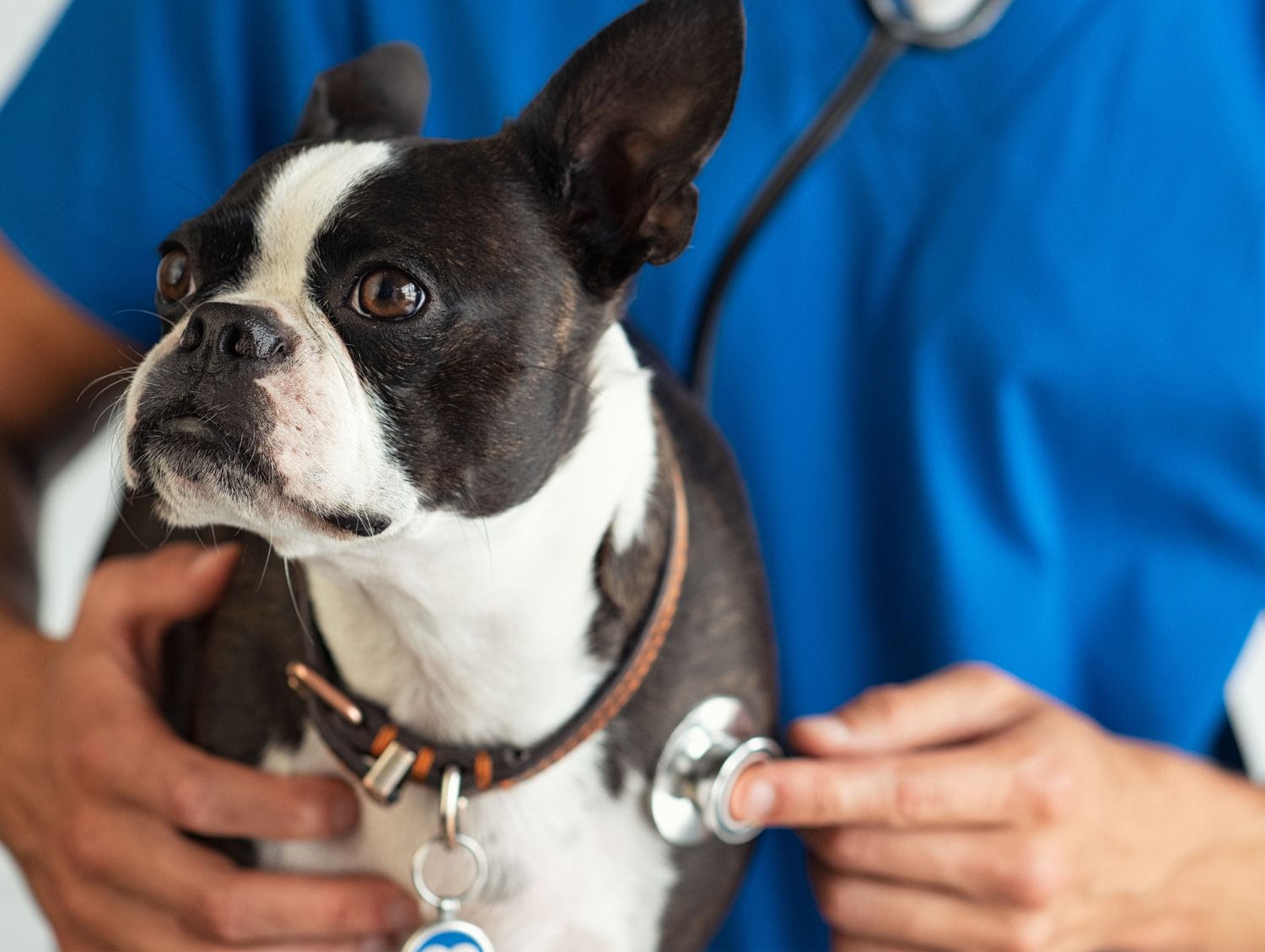 Urbana IL 61802 Veterinary Services Beaumont Animal Clinic Urbana IL 61802 Veterinary Services Beaumont Animal Clinic