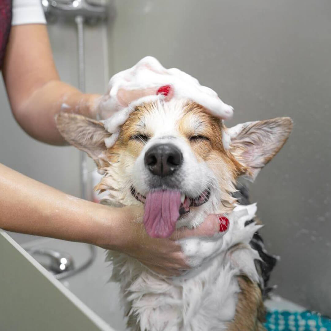 dog bathing