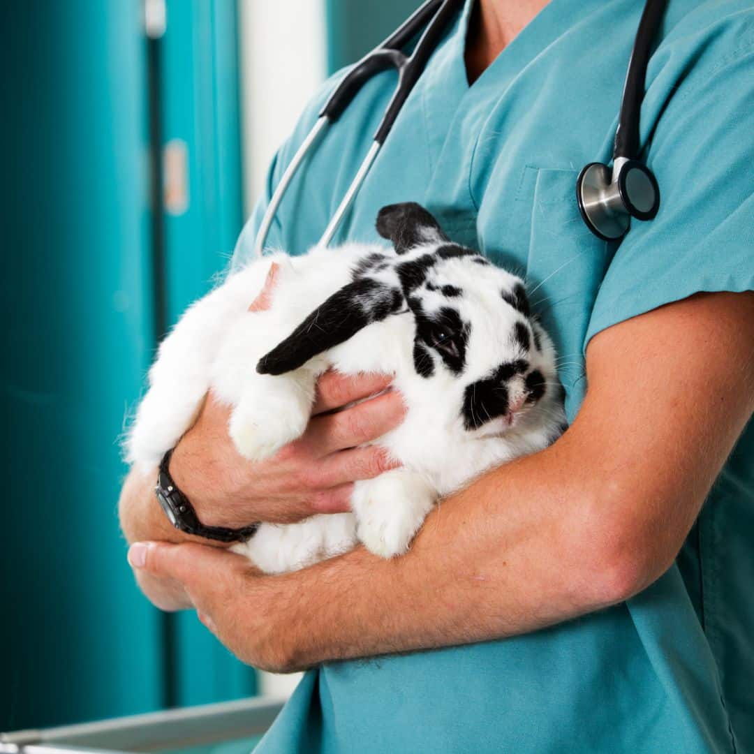 A vet holding a rabbit